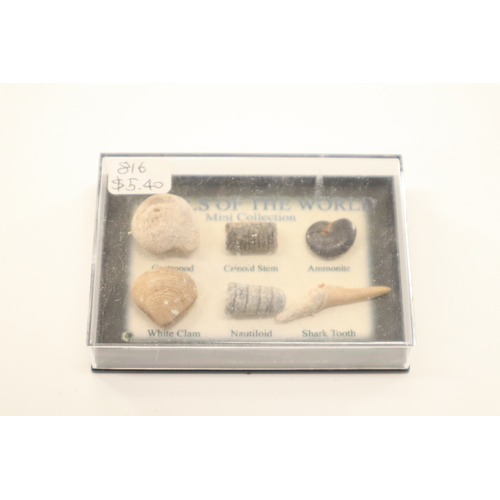 Mini Fossil Chart Box